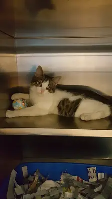 Vethouse Pet Sağlık Merkezi