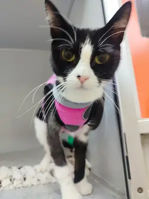 YARIMADA Veteriner Kliniği