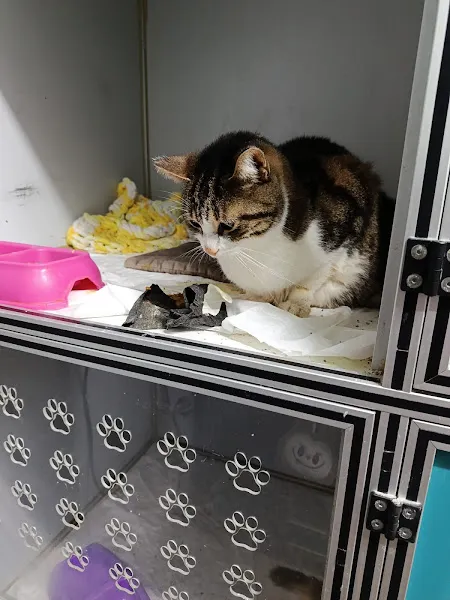 Megavet Veteriner Kliniği foto 2
