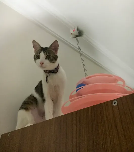 Multivet Veteriner Kliniği foto 2
