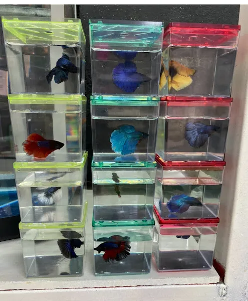 Baby FISH AQUARIUM foto 2