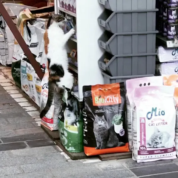 Öz Bataş Petshop foto 2