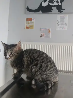 Liva Pet Veteriner Kliniği