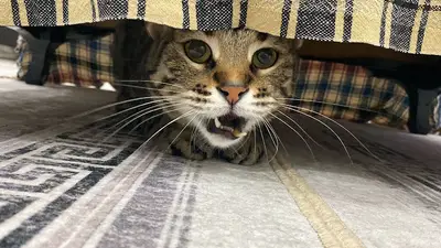 Esenyurt Best Vet Veteriner Kliniği 7/24
