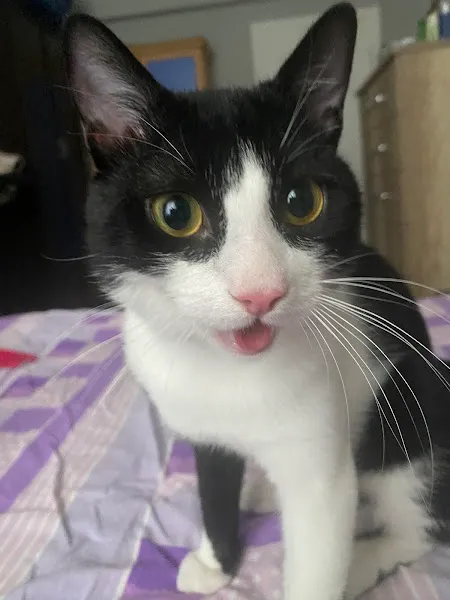 Esenyurt Best Vet Veteriner Kliniği 7/24 foto 2