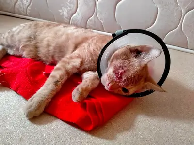 Hedef Veteriner Kliniği - Mustafa Ataş