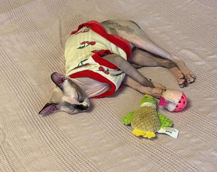 Aliss Veteriner Kliniği foto 2