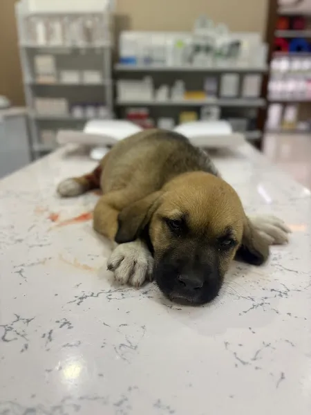 Vegas Veteriner Kliniği foto 2