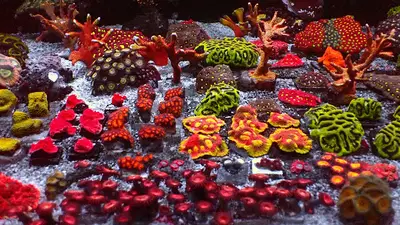 Dost Akvaryum Deniz Akvaryumları ve Balıkları