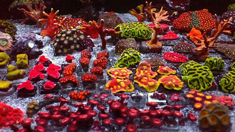 Dost Akvaryum Deniz Akvaryumları ve Balıkları foto 1