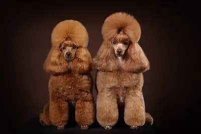 LİLLY'S PETSHOP