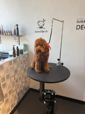 Groom&Spa Co