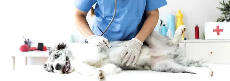 Pethome Veteriner Kliniği foto 1