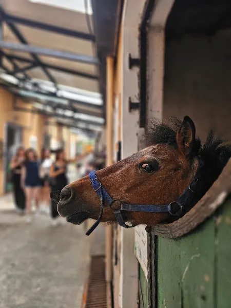 International K-9 & Horse Club foto 2
