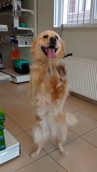 Vetkonsept Veteriner Kliniği foto 2