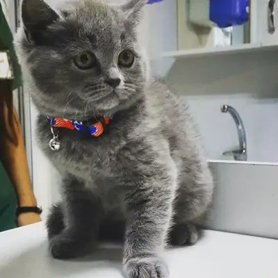 Beşiktaş Vetlove Veteriner Kliniği