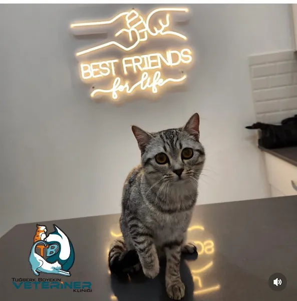 Tuğberk Boyekin Veteriner Kliniği foto 2