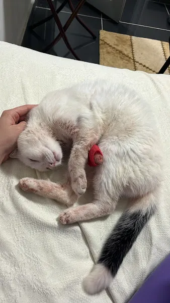 Yuvam Veteriner Kliniği foto 2