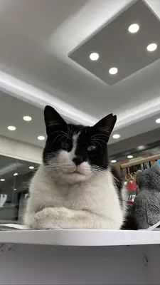 Pakvet Veteriner Kliniği
