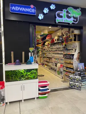 City PetShop -Kedi Köpek Kuş Balık Kaplumbağa Ginepig Tavşan Papağan Scottih Fold British