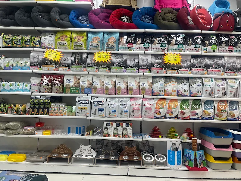 City PetShop -Kedi Köpek Kuş Balık Kaplumbağa Ginepig Tavşan Papağan Scottih Fold British foto 2
