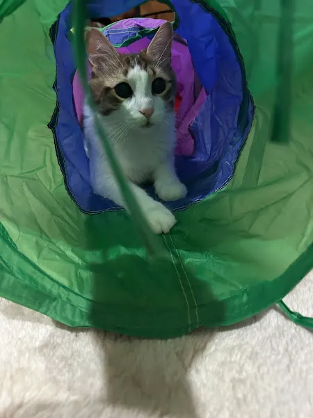Pets Corner Kurtköy foto 2
