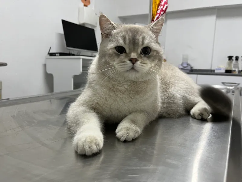 Alfa Veteriner Kliniği foto 2
