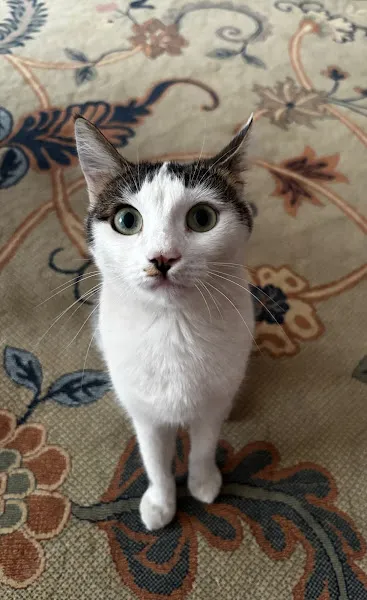 Genpet Veteriner Kliniği Selçuklu Konya foto 2