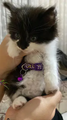 Hüseyingazi Pet Veteriner Kliniği