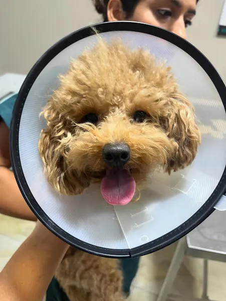 Rehber Veteriner Kliniği foto 2