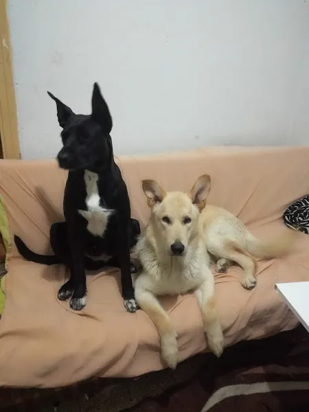 Maltepe Veteriner Kliniği foto 2