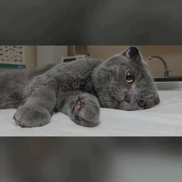 Yağmur Veteriner Kliniği foto 2
