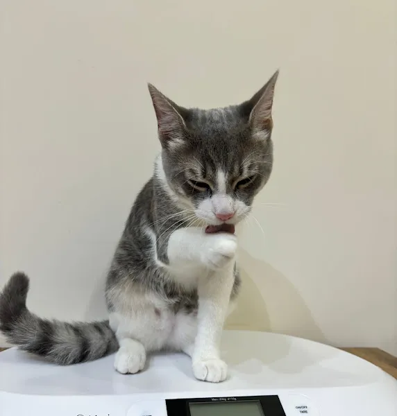 Çekmeköy Küre Veteriner Kliniği foto 2