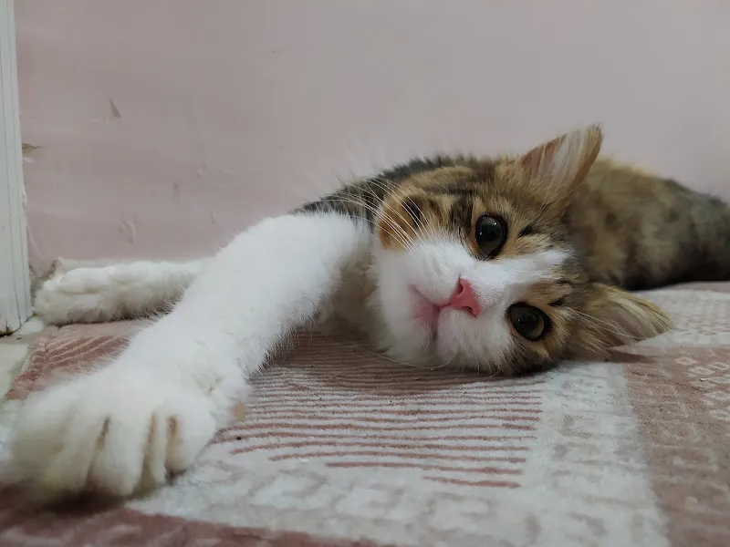 Sabah Veteriner Kliniği foto 2