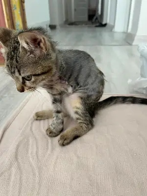 Lilyum Veteriner Kliniği-Silivri Veteriner-Acil Veteriner-Kedi Kısırlaştırma-Köpek Kısırlaştırma-Evde Veterinerlik Hizmeti