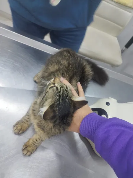 Aydos Veteriner Kliniği foto 2