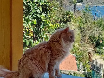 Animalium Veteriner Kliniği