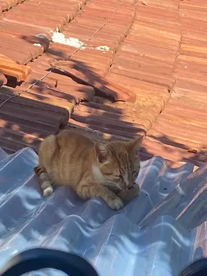 Sariyer Belediyesi Veteriner Işleri Müdürlüǧü Merkez Kliniǧi