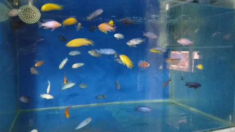 Altın Akvaryum & Pet Shop foto 2