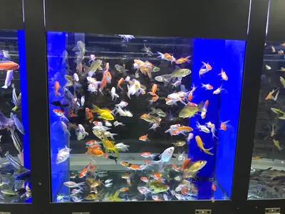 Ada petshop akvaryum 2