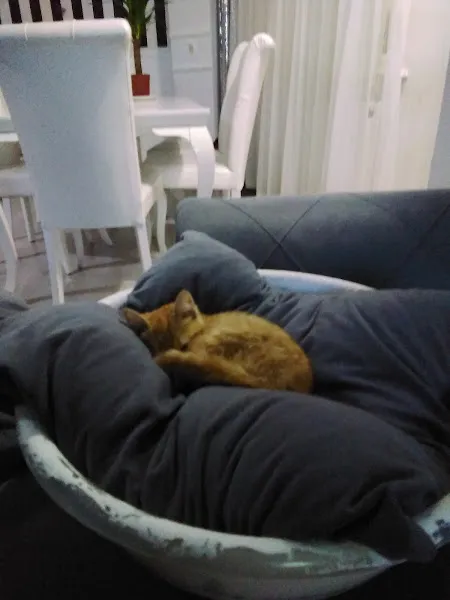 Pet Shop foto 2