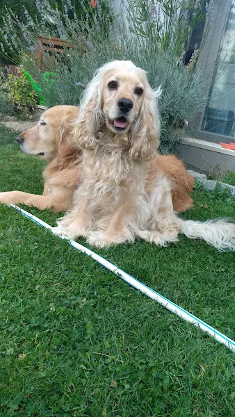 Odak Veteriner Kliniği foto 2