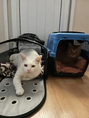 Fındıkzade Veteriner Kliniği