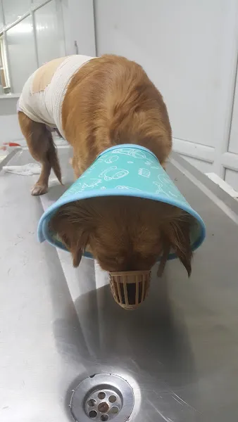 anadolu veteriner kliniği foto 2