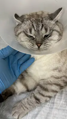 Vetlebi Veteriner Kliniği Çorum