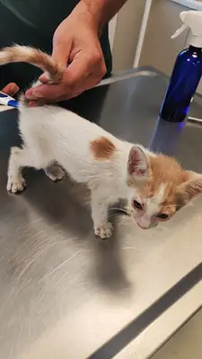 Veterineria