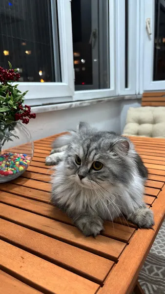 KakaduPetshop-Zeytinburnu~Dikilitaş foto 2