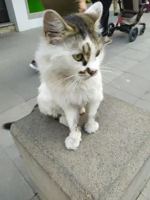 Havacılar Pet Shop