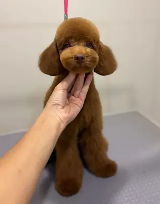 Petstylist Antalya