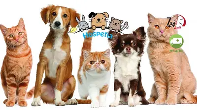 Hospetia Veteriner Kliniği